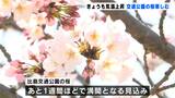 "交通公園”は3分～5分咲き、あと1週間で満開になりそう！各地で気温上がり、絶好の"お花見日和”【高知】|TBS NEWS DIG