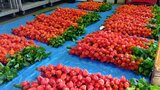 「ホオズキ・コチョウラン・キク」お盆用の花 出荷がピーク 大分 | 大分のニュース|OBS NEWS|大分放送