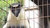 「動物たちの生活の質の向上を図っていきたかったが…」総事業費が1.6倍に膨れ上がり計画休止に とべ動物園のサル・ヒヒ舎 | 愛媛のニュース - Nスタえひめ|あいテレビは6チャンネル