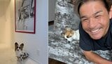 【 いぬ 】照英 愛犬パピコが愛犬テンのアロハシャツを着用「ジャストサイズ!」 ポスターとの2ショットにフォロワー「愛が受け継がれてますね」|TBS NEWS DIG
