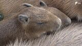 「サクラ」「オグラ」などと命名　伊豆アニマルキングダムで6匹のカピバラの赤ちゃん誕生＝静岡・東伊豆町|TBS NEWS DIG