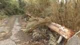 橋の補修作業中に火の粉が山林に燃え移ったか 三島村・硫黄島の山林火災 鹿児島 | 鹿児島のニュース|MBC NEWS|南日本放送