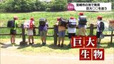 「大きすぎて衝撃でした」宮崎市の池に出現した謎の「巨大生物」その正体は? | MRTニュース | MRT宮崎放送
