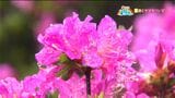 「ミヤマキリシマ」霧島連山【亀ちゃんのかごしま撮った！】|TBS NEWS DIG