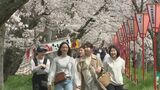 満開はいつ!?　新人桜守が見守る「斐伊川堤防桜並木」日本さくら名所100選「咲いてくれてありがとうございます」　|　BSSニュース | BSS山陰放送