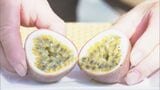 害虫乗り越え…パッションフルーツの収穫が最盛期 芳醇な香りと甘酸っぱさが特徴の南米原産の果物 三重・南伊勢町 | 名古屋・愛知・岐阜・三重のニュース【CBC news】 | CBC web