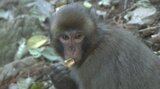 高崎山に生息するサルの実態を把握する個体数調査が始まる 大分 | 大分のニュース|OBS NEWS|大分放送