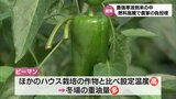 「人件費払えるか不安」燃料価格高騰と寒さの到来がハウス農家の大きな負担に|TBS NEWS DIG