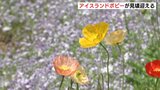 30万株のアイスランドポピーが見ごろに　風にそよぐ花びら色とりどり　広島・世羅町|TBS NEWS DIG