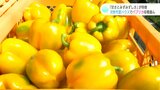 「甘さとみずみずしさ」が特徴　次世代型ハウスで栽培のパプリカ収穫盛ん|TBS NEWS DIG