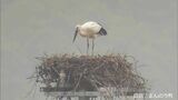 まんのう町でコウノトリのヒナ誕生「一定の距離を保ち静かに見守って」 昨年と同じペア 同じ場所【香川】 | 岡山・香川のニュース | 天気 | RSK山陽放送