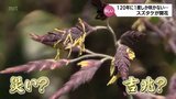 "120年に1度だけ" スズタケの花が開花　五ヶ瀬町の向坂山の保護林　|　MRTニュース ｜ ＭＲＴ宮崎放送