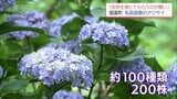 約100種200株のアジサイが見ごろに　国富町「花と自然の里山ガーデン」　|　MRTニュース ｜ ＭＲＴ宮崎放送