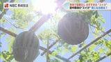 スイカの空中栽培 近くのこども園の園児たちも興味津々 大村市 | 長崎のニュース | 天気 | NBC長崎放送