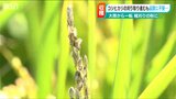 「うれしい実りの秋になるはずが…魚沼コシヒカリの品質は?」前門の『干ばつ』後門の『台風』に不安な農家|TBS NEWS DIG