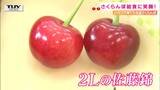 「あまい！うまい！」さくらんぼ給食に笑顔！ハウスで育てた加温さくらんぼが給食に　|　山形のニュース│TUYテレビユー山形