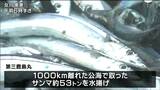 「去年よりは漁獲量多いか」女川港に石巻の大型船“第三鹿島丸”がサンマ53トン初水揚げ　宮城　|　宮城のニュース│tbc NEWS│tbc東北放送