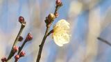 県南には春の足音　梅の花ほころぶ　2024年に比べ3日早い開花　見頃は2月中旬に　長野・天龍村　|　SBC NEWS | 長野のニュース | SBC信越放送