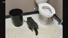 犯人は泥酔したアライグマ　酒屋に侵入しトイレで爆睡　米バージニア州| TBS CROSS DIG with Bloomberg