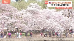 ワシントンで桜満開　日米友好の象徴　日本から贈られたソメイヨシノなど3000本超の桜　ポトマック川周辺で花見客楽しむ　来年以降も植樹へ| TBS CROSS DIG with Bloomberg