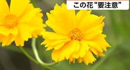 コスモスとの見分け方は？「３年以下の拘禁刑または300万円以下罰金」道端に咲く花 持ち帰ると罰則の恐れ“外来種”に要注意　観賞用→野生化|TBS NEWS DIG