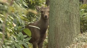 大阪・都島に出没したシカ今後は？　大阪市長「捕獲した場合は有害鳥獣」「奈良公園の鹿と断定は難しい…受け入れ先あれば移送の選択肢も」|TBS NEWS DIG