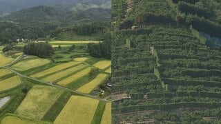 世界農業遺産 「島根県奥出雲地域」「和歌山県有田・下津地域」に認定書を授与 イタリア・ローマ| TBS CROSS DIG with Bloomberg