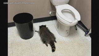 犯人は泥酔したアライグマ　酒屋に侵入しトイレで爆睡　米バージニア州| TBS CROSS DIG with Bloomberg