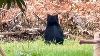 「くまちゃんがいた」散歩中の2歳園児が発見　クリ林に1頭のクマ…安全確保しながら園児怖がらないように「ワンちゃんだね…」と声かけて移動|TBS NEWS DIG