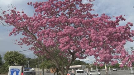 うるま市イメージデザインの三線（戻らないカラクイ付き）棹ピンク 三線工房 まちだ屋_ヤフー_（0秒！テンプレ（Y）ver2.0）