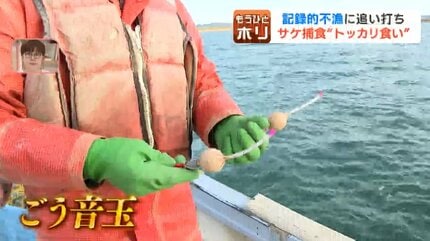 ゴマフアザラシの