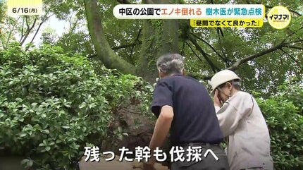 広島市の公園で約20mのエノキ倒れる 樹木医が調査 原因は腐食と雨