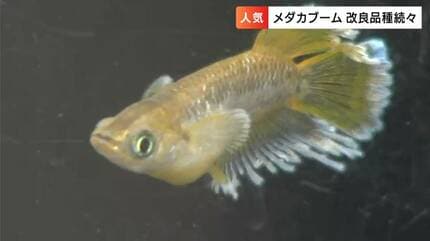 養殖場風景：めだか物語店 岡山産☆めだか1000匹SET☆