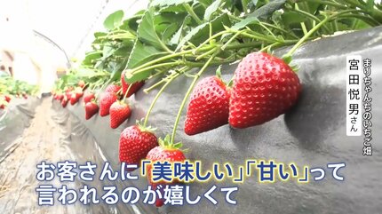 王者vs新品種「日本一おいしいイチゴ」は… 失敗しないおいしいイチゴの