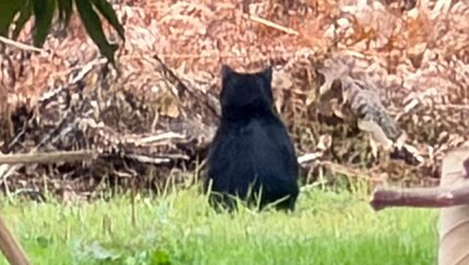 くまちゃんがいた」散歩中の2歳園児が発見 クリ林に1頭のクマ…安全確保