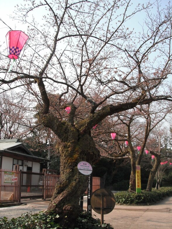 【富山の桜 2026】高岡古城公園で開花宣言…去年より3日早く 満開は3日頃 “ソメイヨシノ” 富山・高岡市　|　富山のニュース｜天気・防災｜チューリップテレビ