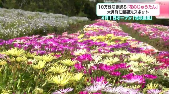 大月町に新名所！10万株の花が見ごろ　ネモフィラなど200種が咲き誇る『花咲農園』　海だけじゃない“山の魅力”を　|　高知のニュース・天気｜KUTV NEWS | KUTVテレビ高知