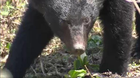 南箕輪村でクマ3頭の目撃情報　親熊1頭と子熊2頭か　近くの住民らに注意呼び掛け　（長野）　|　SBC NEWS | 長野のニュース | SBC信越放送