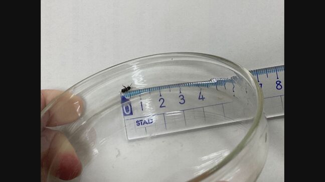 小学校の給食に約8ミリのゴキブリ 児童が福神漬けの容器に混入しているのを見つける 同じ小学校では今月ハエも…三重|TBS NEWS DIG
