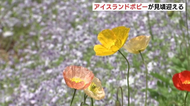 30万株のアイスランドポピーが見ごろに　風にそよぐ花びら色とりどり　広島・世羅町|TBS NEWS DIG