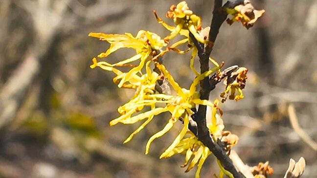 「まんさく」に「あせび」 春のくじゅう連山を彩る花が見頃迎える 大分|TBS NEWS DIG