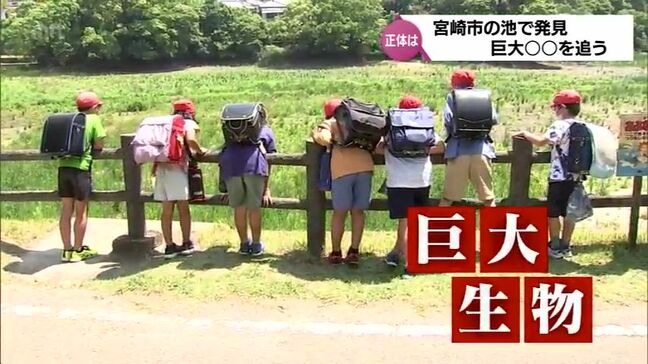 「大きすぎて衝撃でした」宮崎市の池に出現した謎の「巨大生物」その正体は？|TBS NEWS DIG