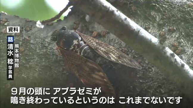 9月1日、アブラゼミが“鳴き止んだ” 熊本市のセミ調査で環境変化が分かる？この夏は「これまでに無い状況」|TBS NEWS DIG