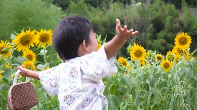 「めっちゃきれいです」西日本豪雨で被害を受けた岡山市北区牟佐で今年もヒマワリが咲き誇る 面積も8倍になり約20万本に【岡山】|TBS NEWS DIG