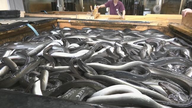 ｢ことしも順調に育っている｣ “土用の丑の日”を前に｢ウナギ｣出荷が本格化 1日15トンにまで増える見込み 愛知・西尾市|TBS NEWS DIG