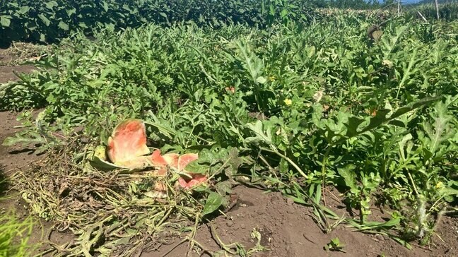 畑のスイカ30個食い荒らされる　『ヒグマ注意報』のまちでまたクマ被害か　横幅約13センチの足跡　今月クマの目撃や痕跡情報12件　北海道江差町|TBS NEWS DIG