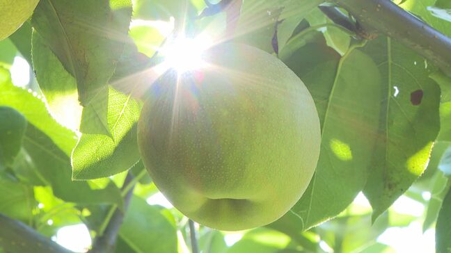 特産“ナシ”収穫進む「大きく甘いナシができました」水不足を心配も順調に育つ|TBS NEWS DIG