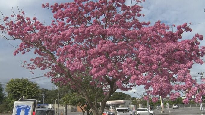 ブラジルの国花「モモイロイペー」が満開　鮮やかな花が街角を彩る　うるま市|TBS NEWS DIG