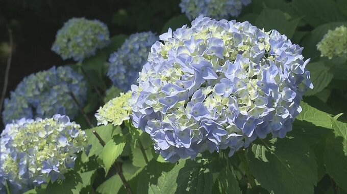 梅雨入り間近か　土合舘公園のアジサイ見頃始まる　福島市|TBS NEWS DIG