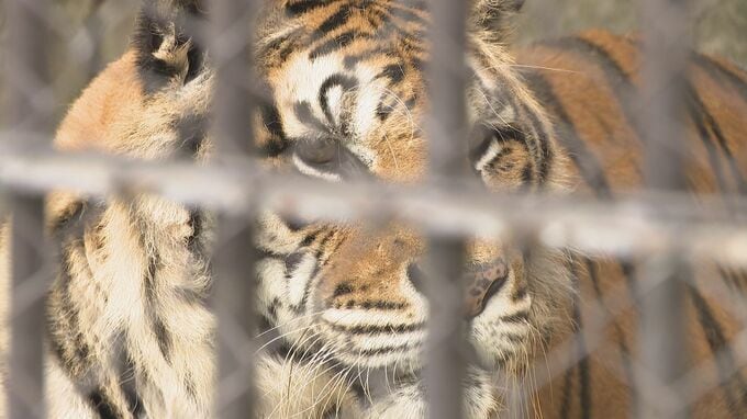敬老の日に合わせ…動物園でご長寿の動物祝うイベント　長野県須坂市　|　SBC NEWS | 長野のニュース | SBC信越放送